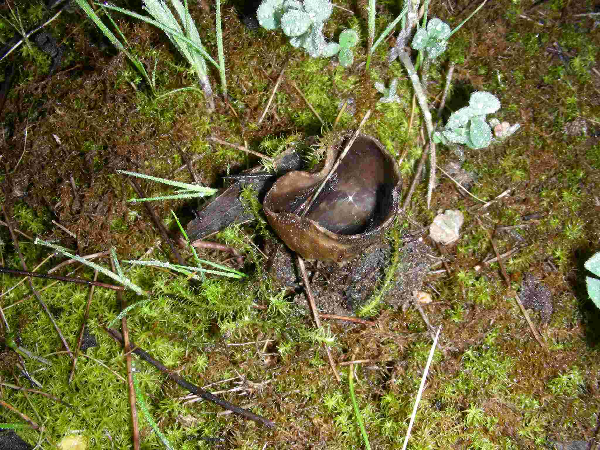 1635 Aprile vecchio ritrovamento